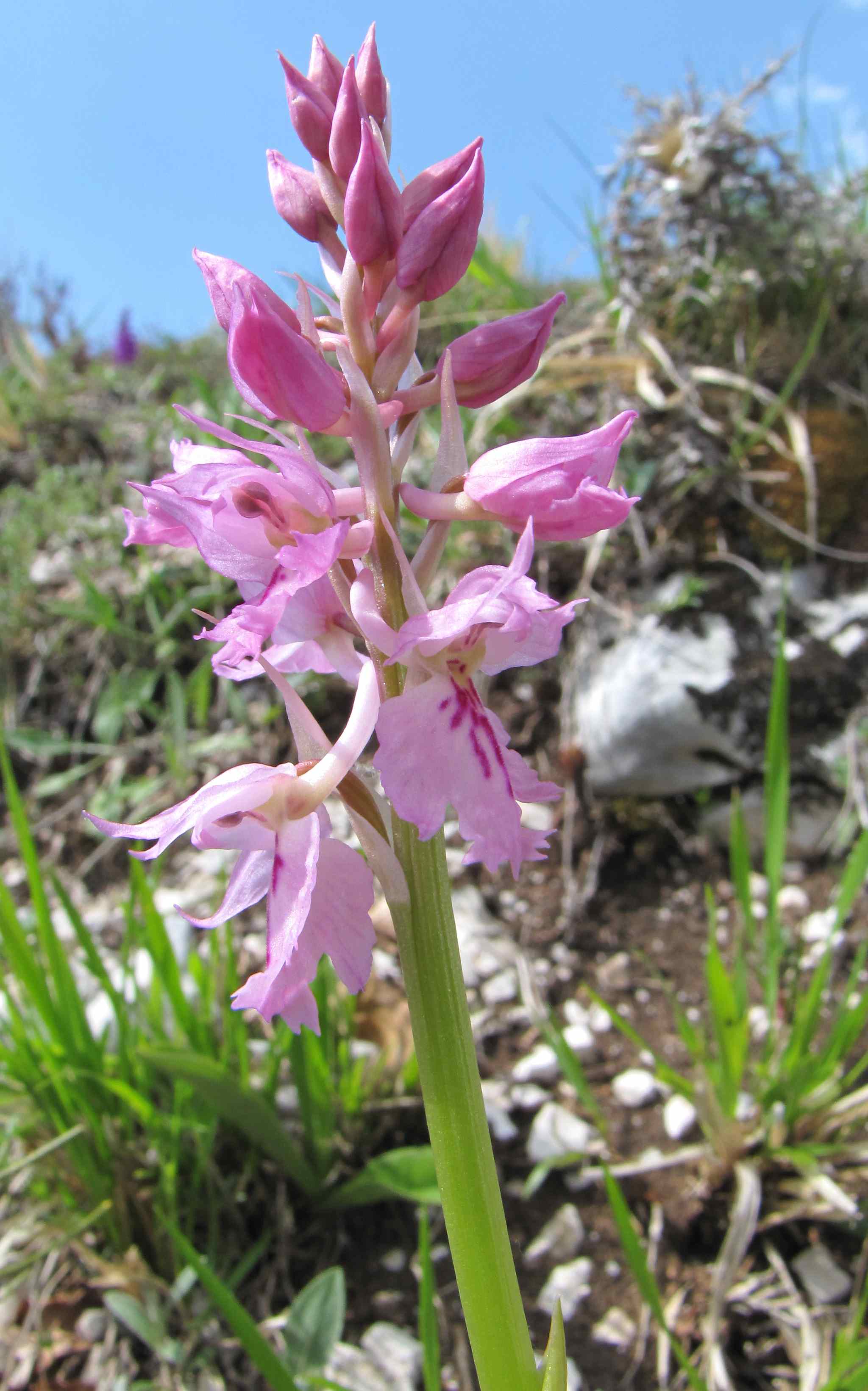 orchidea di alta quota